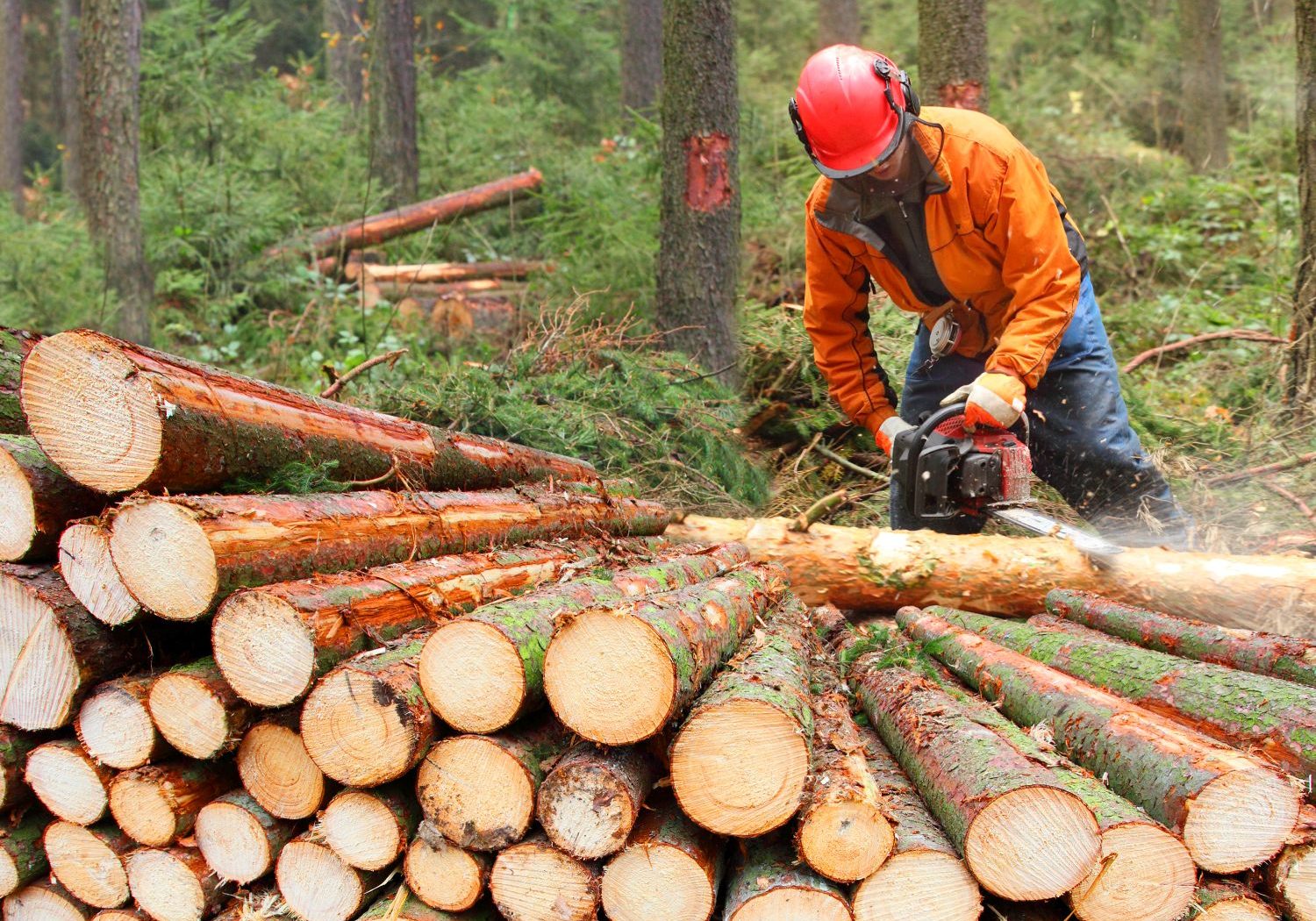 The Lumberjack working in a forest.